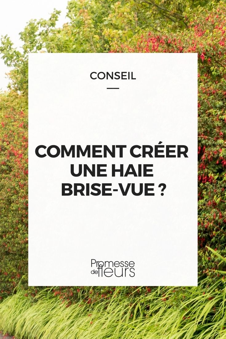 Comment créer une haie brise-vue ? - Promesse de Fleurs