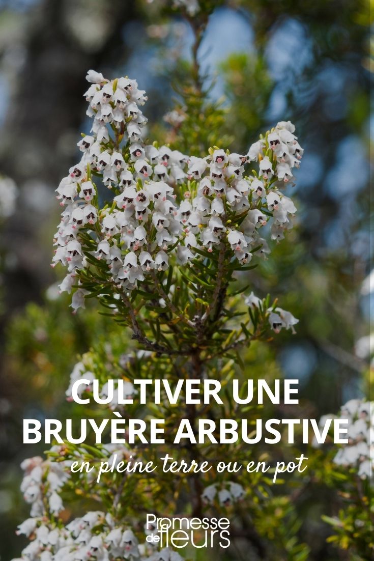 cultiver bruyère arbustive