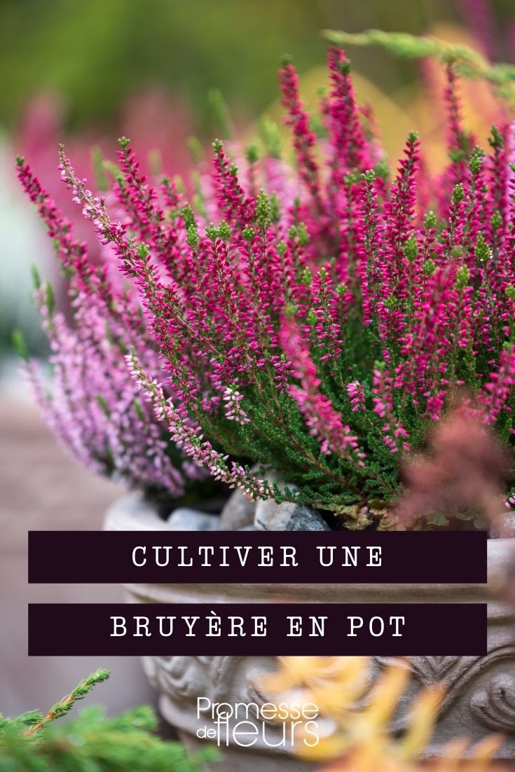 cultiver bruyère en pot
