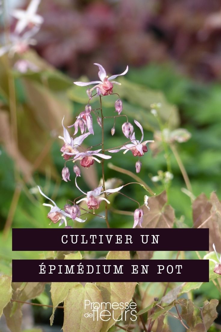 cultiver epimedium en pot