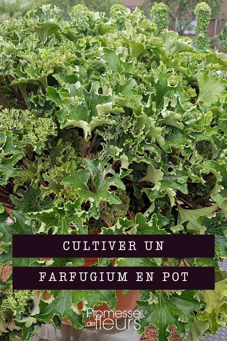cultiver farfugium en pot