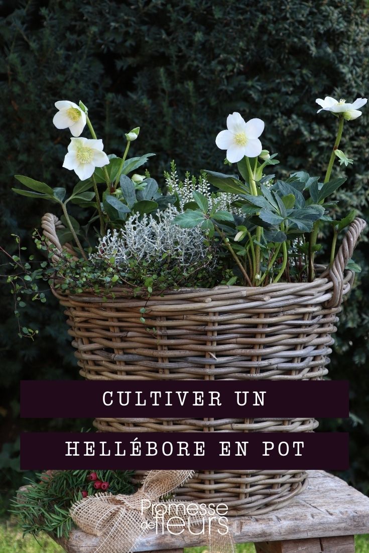 Cultiver l'ail des ours en pot - Promesse de Fleurs