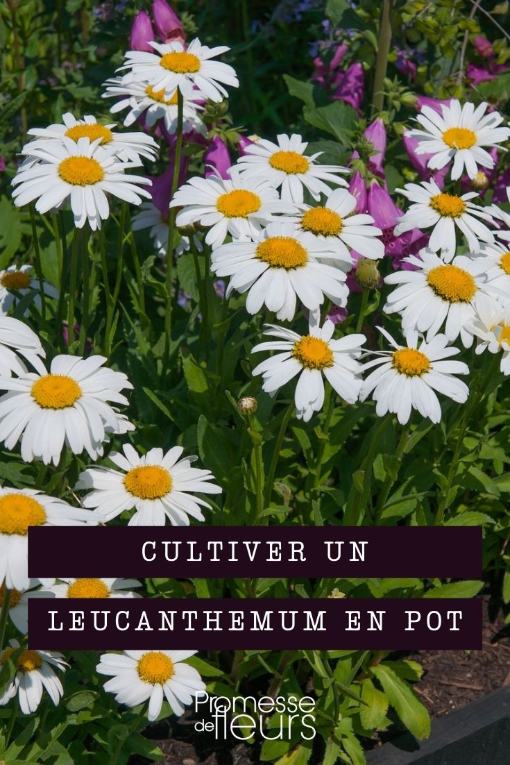 cultiver leucanthemum en pot