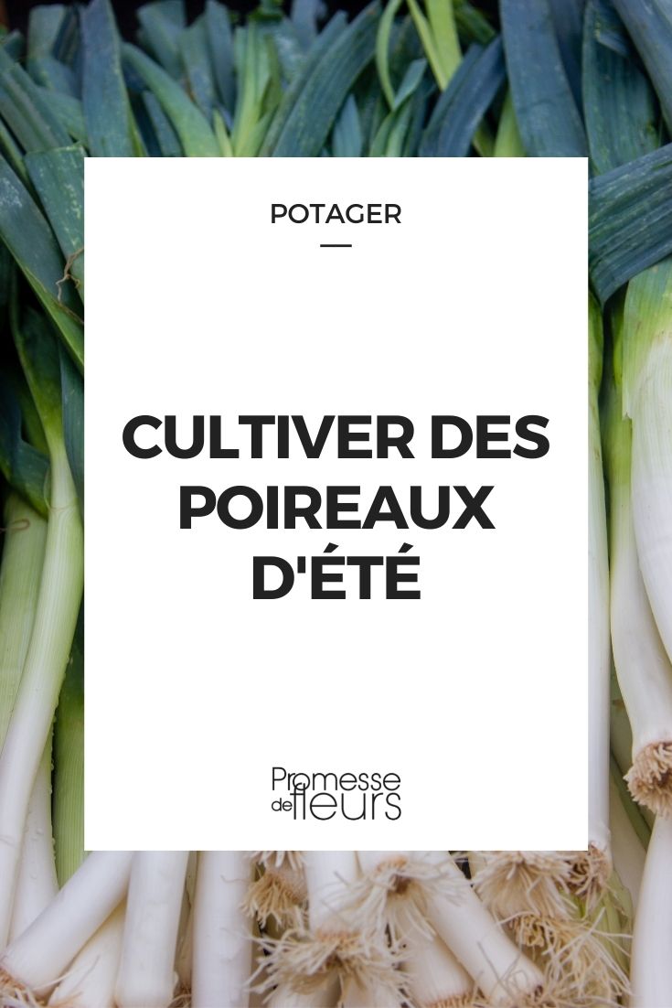 Poireau : comment le planter et l'entretenir ?