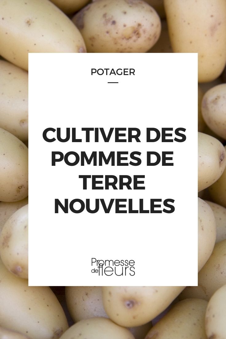 cultiver pommes de terre