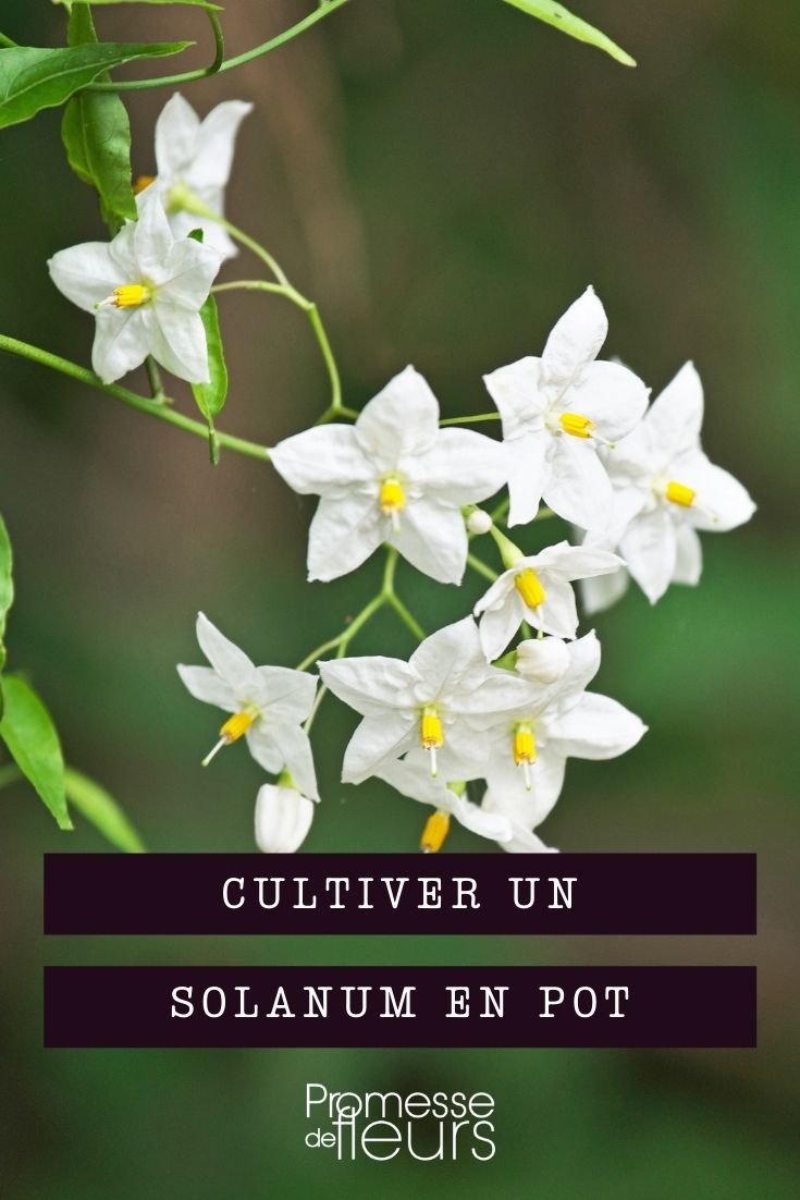 cultiver solanum en pot