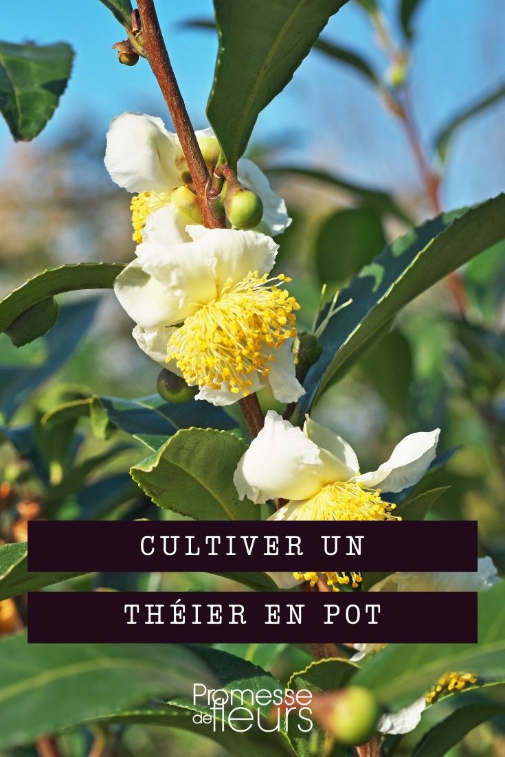 cultiver théier en pot