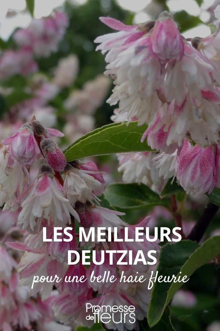 les meilleurs deutzia pour une haie fleurie