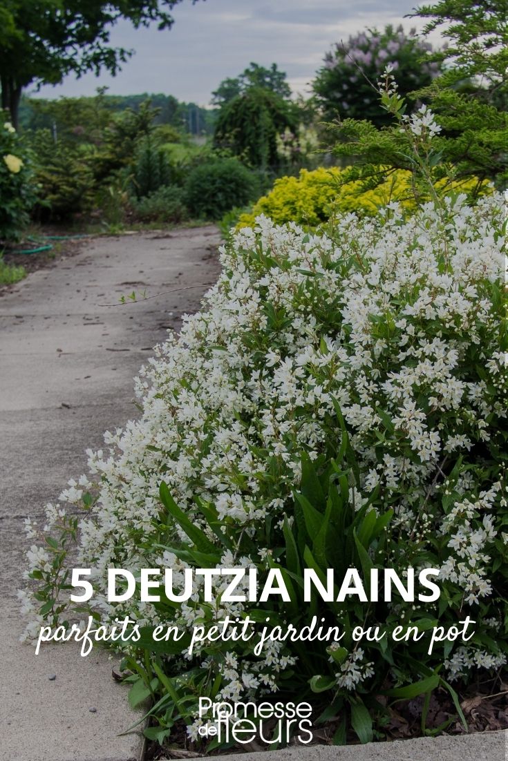 deutzia nains pour petit jardin ou en pot