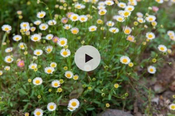 Erigeron karvinskianus : Des mois de fleurs