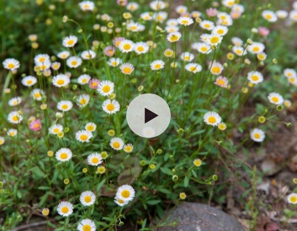 Erigeron karvinskianus : Des mois de fleurs