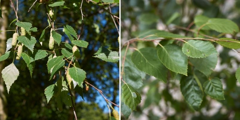 quel bouleau pour feuilles séchées