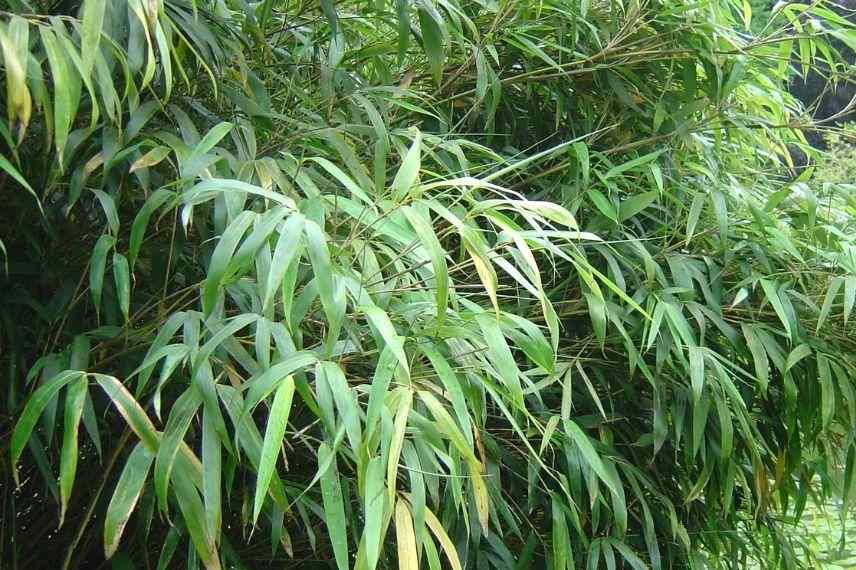 bambou haie brise-vue sur terrasse
