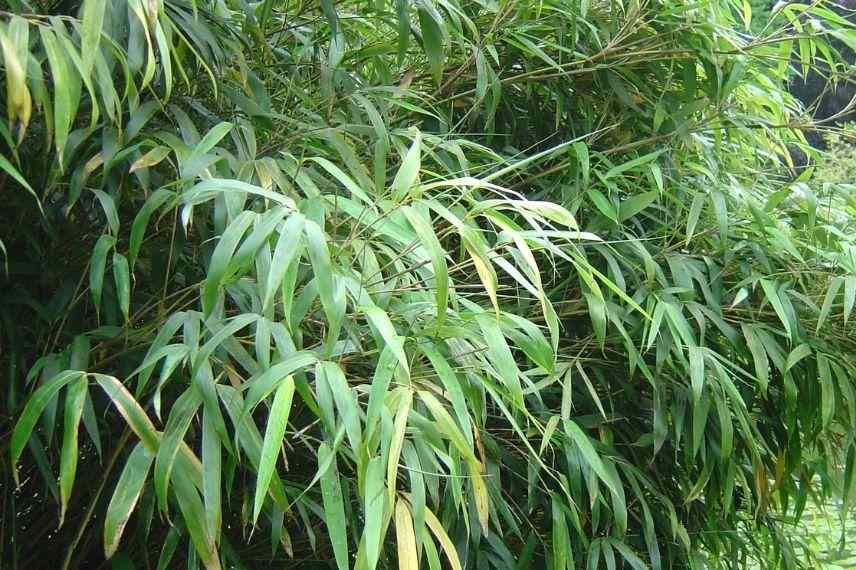 Plante brise-vue terrasse : Les meilleures plantes de protection