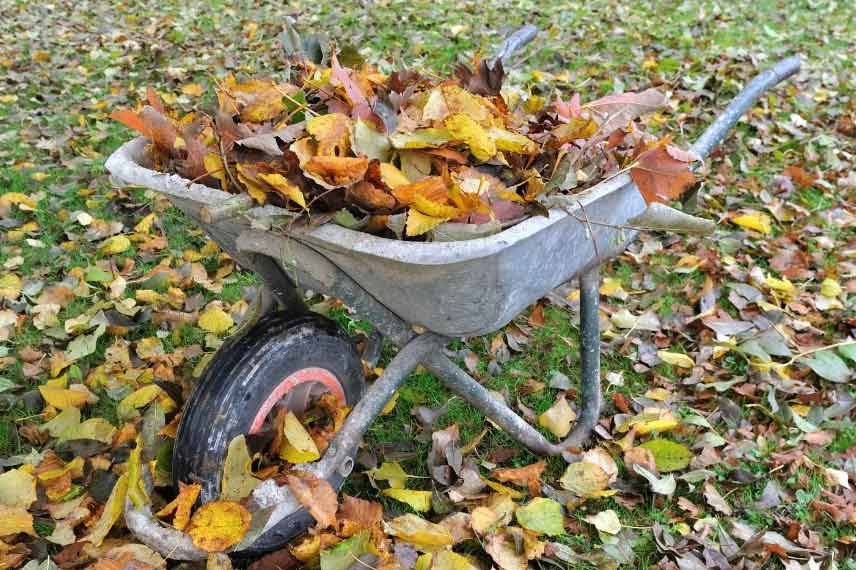 arbres feuilles mortes 