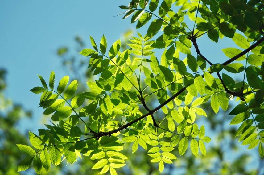 feuilles Fraxinus