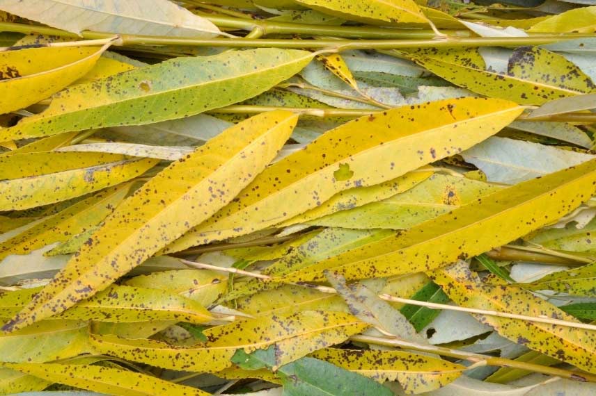 Feuilles Salix