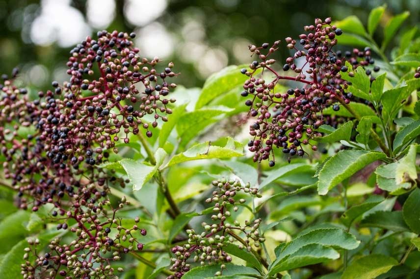 Feuilles Sambucus