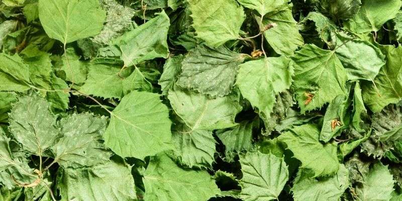 utilisation feuille de boulot séchée, tisane feuille de bouleau