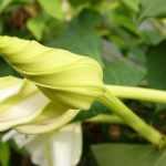 Ces fleurs incroyables qui ne s’ouvrent que la nuit