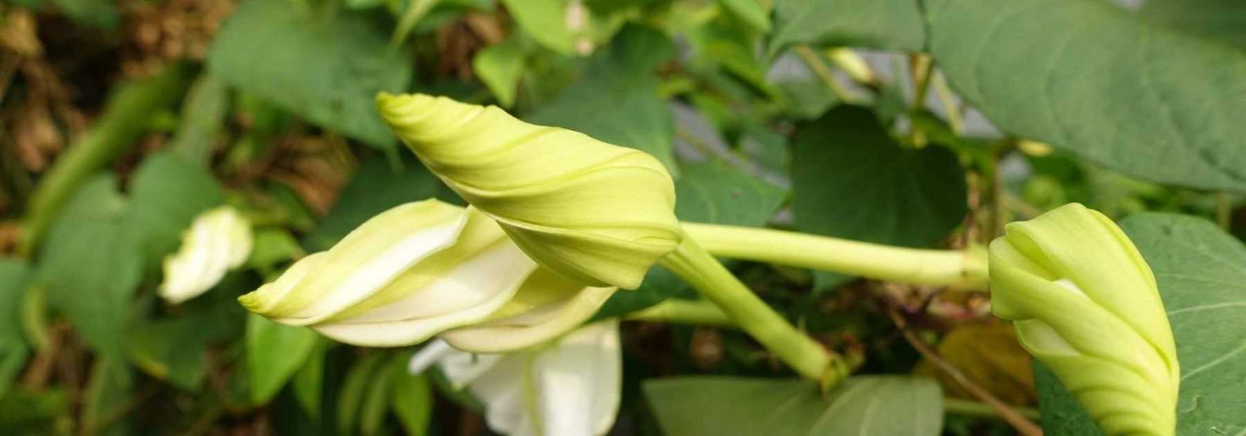 Ces fleurs incroyables qui ne s’ouvrent que la nuit