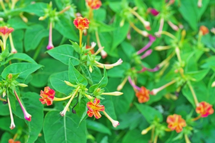 merveille du pérou floraison la nuit