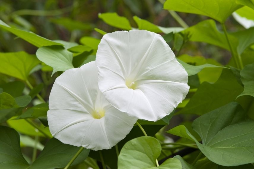 Ces fleurs incroyables qui ne s'ouvrent que la nuit - Promesse de