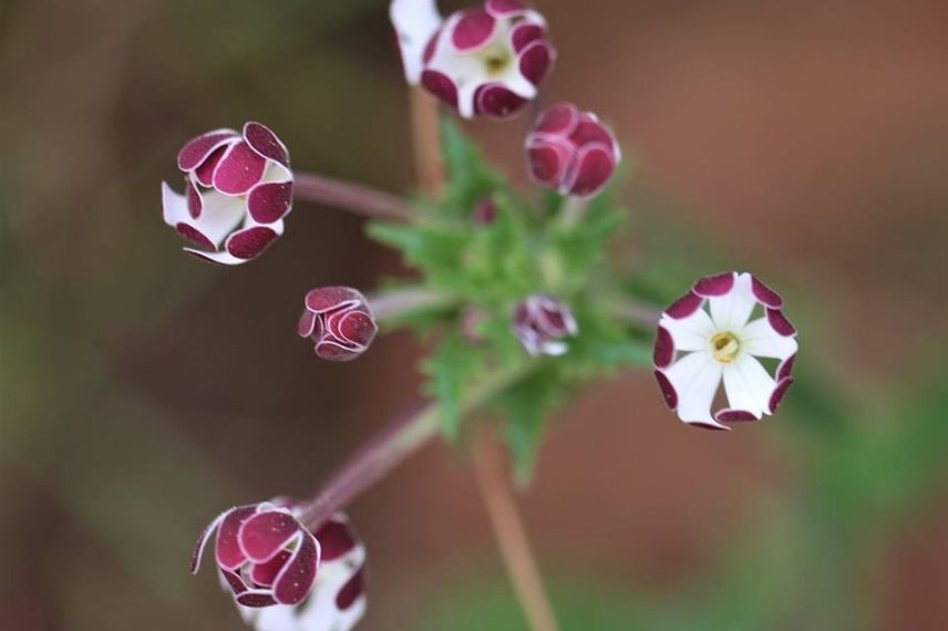 phlox de nuit fleur s'ouvrant la nuit