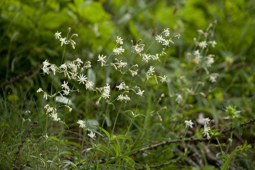 silène penché, floraison la nuit