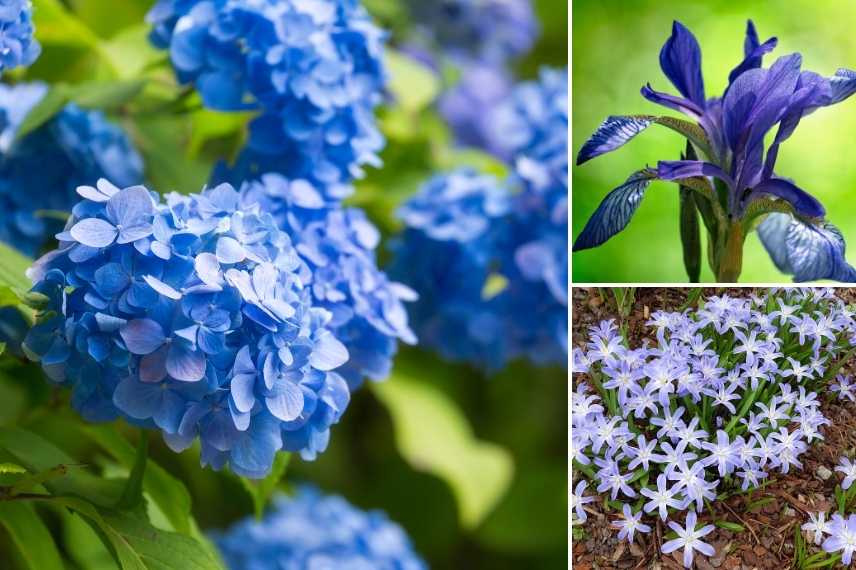 jardin bleu, aménager un jardin bleu, conseil jardin bleu, comment concevoir un jardin bleu, jardin bleu idées, jardin bleu associations