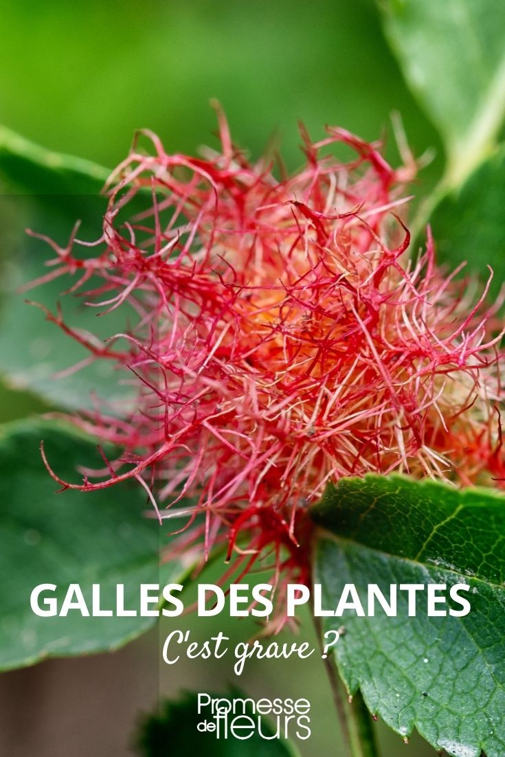 galle botanique plante