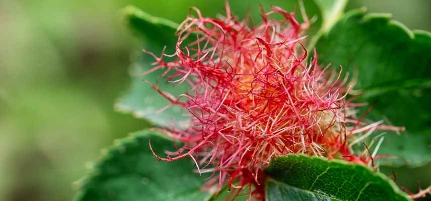 galle des plantes, galle plante, cécidie