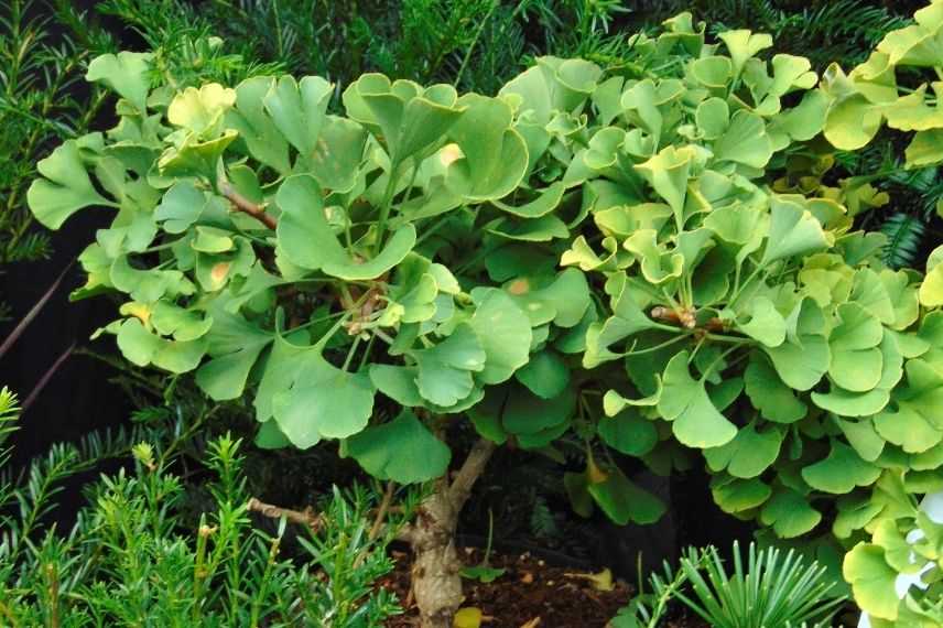 arbre aux quarante écus nain pour terrasse balcon, ginkgo résistant au vent