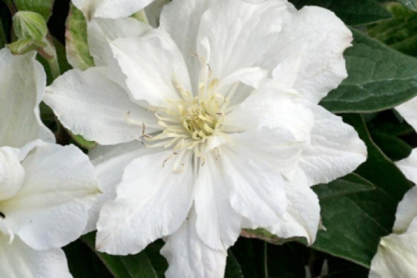 Clematis diversifolia 'White Arabella'