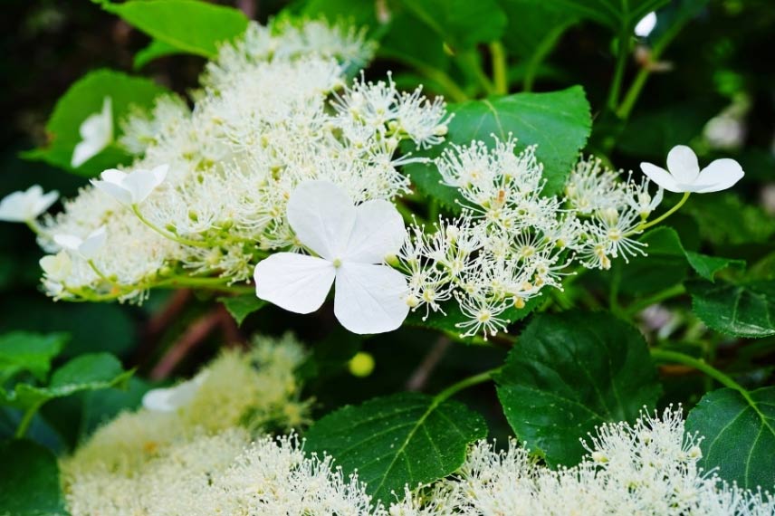 Hydrangea petiolaris 'Flying Saucer'