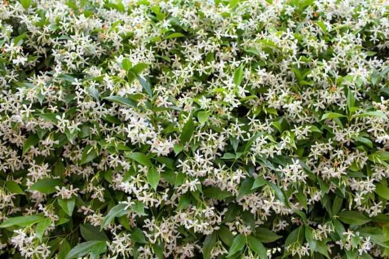 6 plantes grimpantes à fleurs blanches Promesse de Fleurs — free download