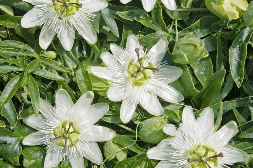Passiflorea caerulea 'Constance Elliott' ou Fleur de la Passion blanche 