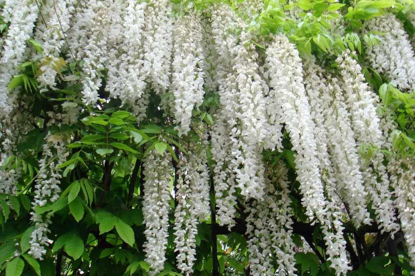 Wisteria sinensis 'Alba' o Glycine de Chine blanche