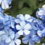 8 grimpantes à fleurs bleues qu'il faut avoir au jardin