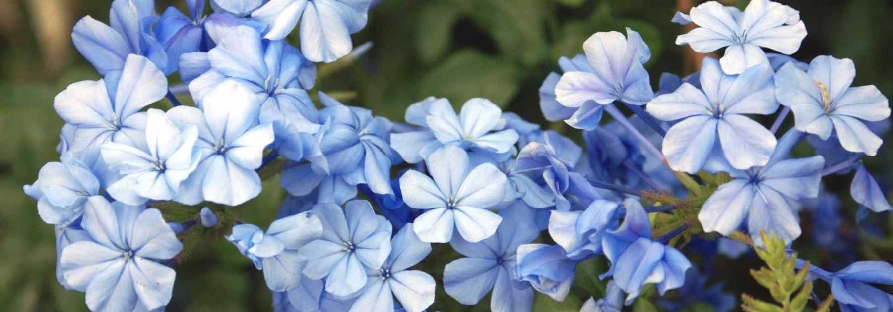 8 grimpantes à fleurs bleues qu'il faut avoir au jardin