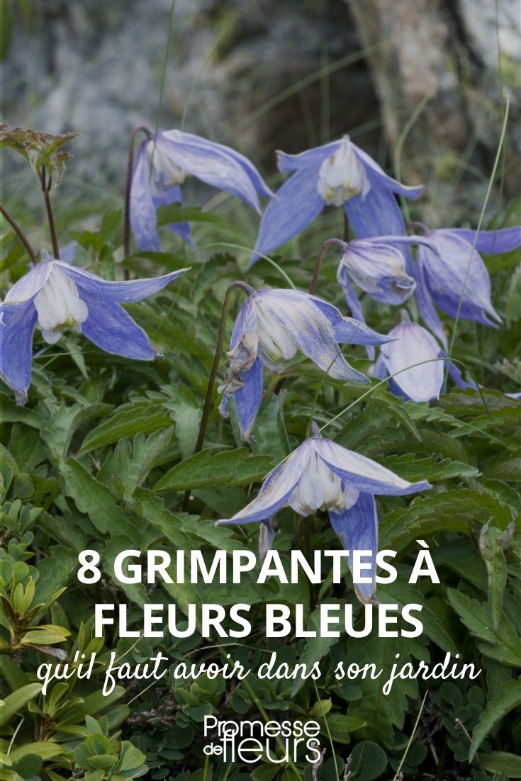 8 grimpantes à fleurs bleues qu'il faut avoir au jardin - Promesse de Fleurs