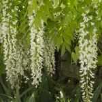 6 plantes grimpantes à fleurs blanches