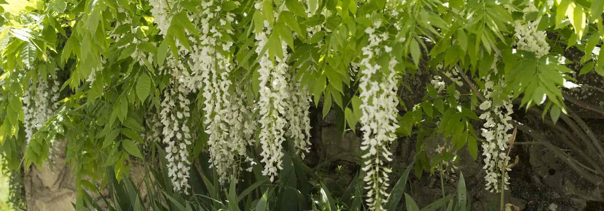 6 plantes grimpantes à fleurs blanches