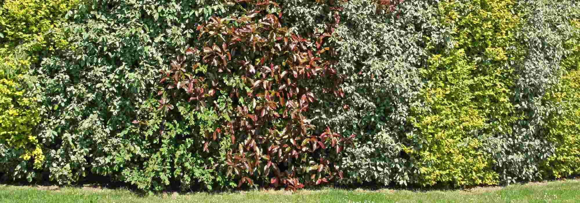 Comment créer une haie brise-vue ? - Promesse de Fleurs