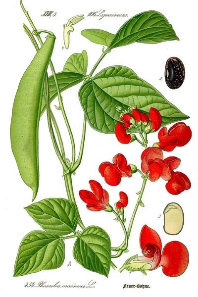 Haricot d'Espagne - phaseolus coccineus 