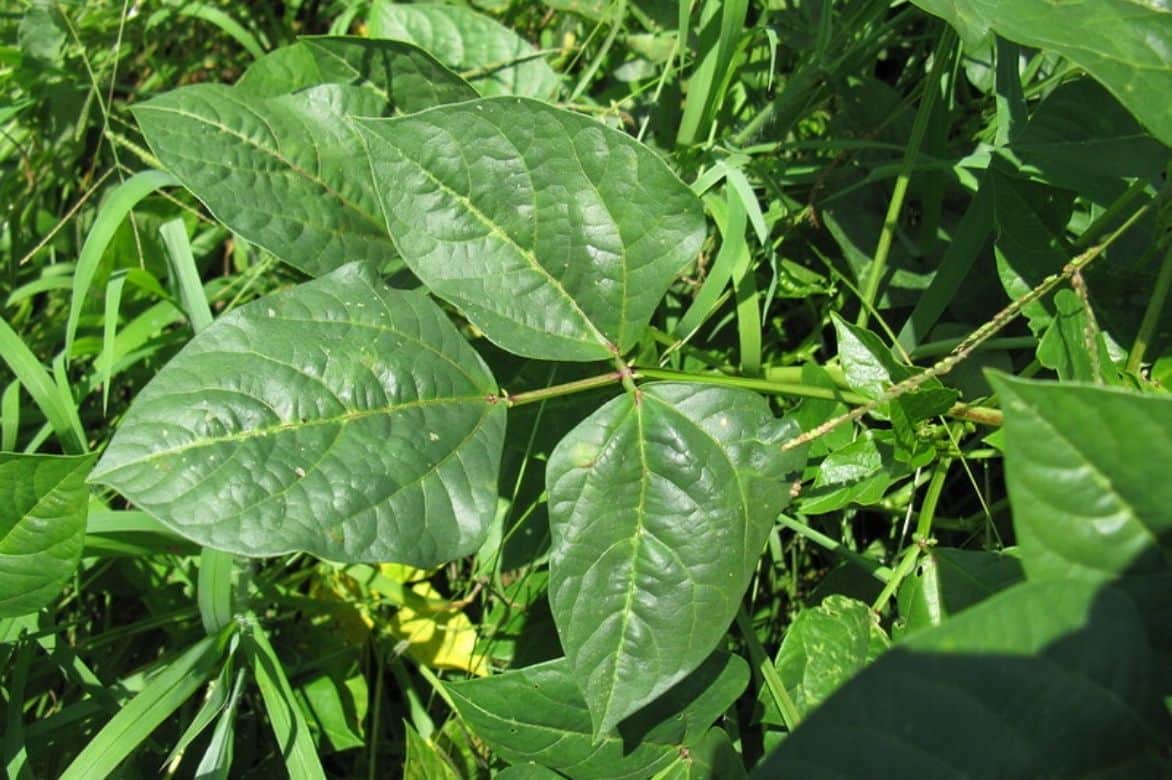 Haricot kilomètre - Vigna unguiculata subsp. sesquipedalis