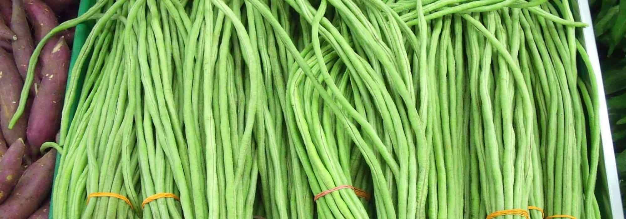 Insolite : il fait pousser des haricots verts géants dans son jardin 