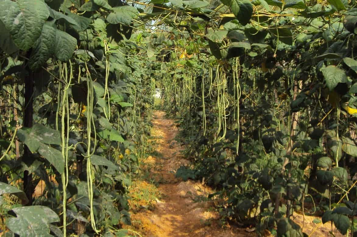 Haricot kilomètre - Vigna unguiculata subsp. sesquipedalis