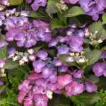 7 arbustes à fleurs violettes