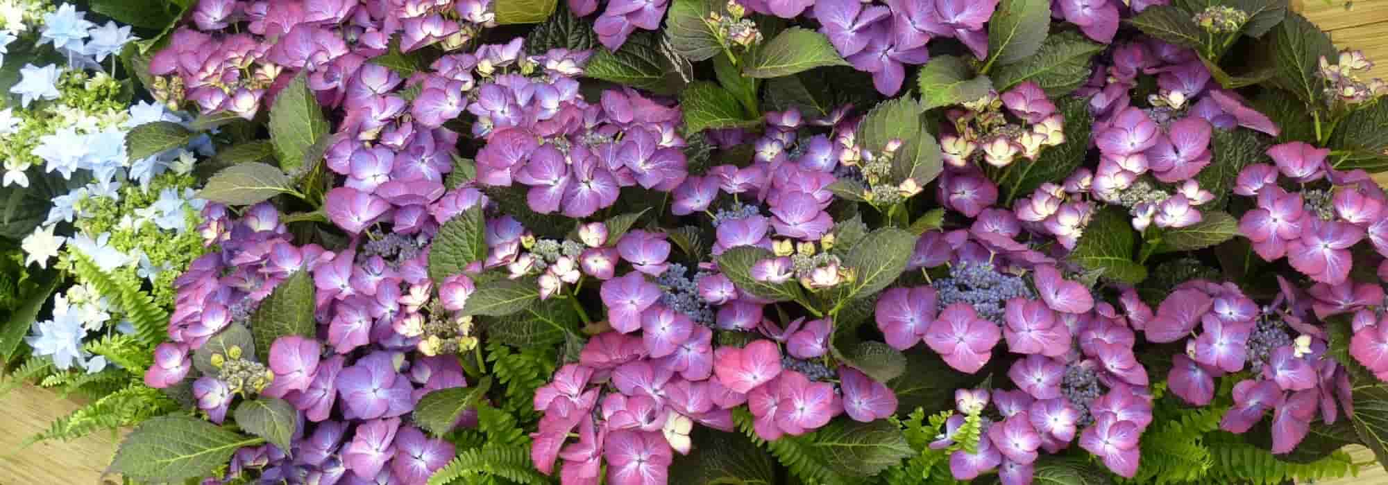 7 arbustes à fleurs violettes
